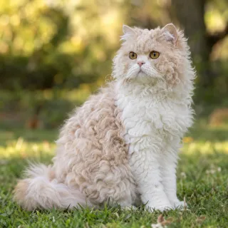 Selkirk Rex Longhair photo