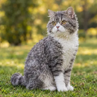 Selkirk Rex Shorthair photo