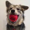 Dog Gone Smart