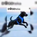 Dogoteka logotipas