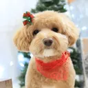 Miracle Dog