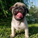 PETCOOL