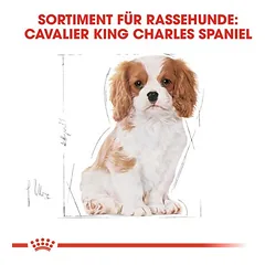 Royal Canin Cavalier King Charles Puppy sausas maistas šuniukams — 5 nuotrauka