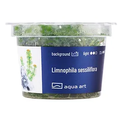 Akvariumo augalas Limnophila sessiliflora — 3 nuotrauka