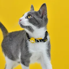 Dashi La Casa De Papel Golden Cat Collar - katės antkaklis su Pinigų namų tema, Czarna — 2 nuotrauka