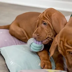 Trixie Junior mazgo kamuoliukas, virvė, Labai mažiems < 4 kg — 3 nuotrauka