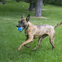 KONG Ultra SqueakAir Ball L (8cm) 2vnt - sustiprintas teniso kamuoliukas šunims, mėtymo žaislas su cypliuku, 2szt — 2 nuotrauka