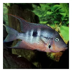 JBL ProNovo Cichlid Grano M pašaras žuvims 250 ml (click) — 3 nuotrauka