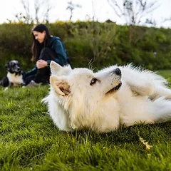 Virbac Veterinary HPM Dog Gastro Digestive Support G1, sausas maistas šunims — 5 nuotrauka