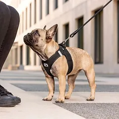 Curli Vest Clasp Air-Mesh petnešos šunims, juodos, Dideliems 26–45 kg — 3 nuotrauka