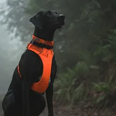 Ruffwear antkaklis Front Range, Blaze Orange, Mažiems 5–10 kg — 5 nuotrauka