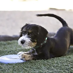KONG Puppy Flyer žaislas šuniukams, Mažiems 5–10 kg — 4 nuotrauka