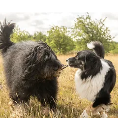 Max&Molly King Julian - šunų žaislas su virve, lateksinė beždžionė su cypliuku — 2 nuotrauka