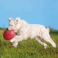 Trixie Dog Disc, Natural Rubber plaukiojantis žaislas šunims, ø 24 cm — 4 nuotrauka
