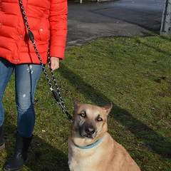 JULIUS-K9 IDC® reguliuojamas virvinis pavadėlis, 220 cm ilgio, Ø 12 mm, juoda — 2 nuotrauka