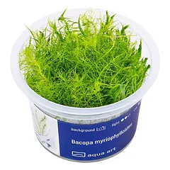 Akvariumo augalas Bacopa myriophylloides