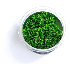Akvariumo augalas Glossostigma elatinoides — 5 nuotrauka
