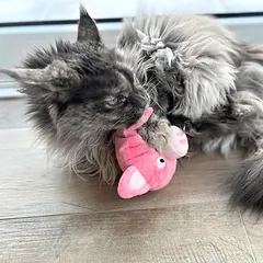 Aumüller žaislas katėms Paršiukas Peggy su valerijonu, 1 vnt. — 4 nuotrauka