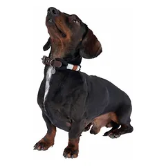 Nomad Tales Spirit antkaklis šunims, ebony, Mažiems 5–10 kg — 4 nuotrauka