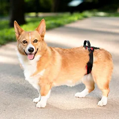 PetSafe CareLift galinės atramos diržas - galinės reabilitacijos diržas šunims, klubų diržas — 2 nuotrauka