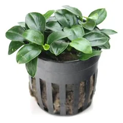 Anubias petite F
