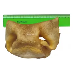 Jaučio snukis, džiovintas, rudas, 1 vnt.