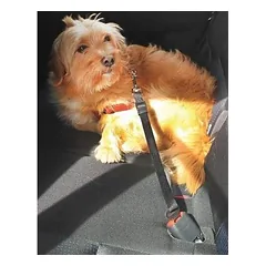 Lead for safety belt for dogs — 4 nuotrauka