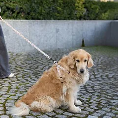 WARNER BROS Harry Potter petnešos Mirties relikvijos, smėlio spalvos, Vidutiniams 11–25 kg — 4 nuotrauka