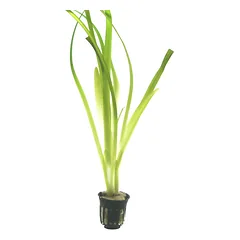 Vallisneria ‘Gigantea’