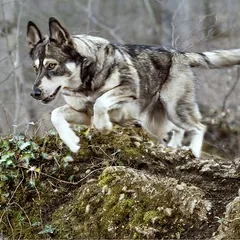 Wolf of Wilderness Training "Explore the Green Fields" su vištiena ir ėriena, skanėstai šunims — 5 nuotrauka