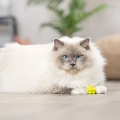 Trixie kamuoliukai su gumbeliais, žaislas katėms, Ekonominė pakuotė: 8 vnt. — 3 nuotrauka