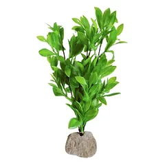 Augalas ant akmenuko XL — 3 nuotrauka