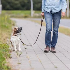 Trixie antsnukis Flex, guminis, Mažiems 5–10 kg — 5 nuotrauka
