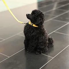 Rukka antkaklis Tiny, geltonas, Mažiems 5–10 kg — 2 nuotrauka