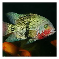 JBL ProNovo Cichlid Grano XL pašaras žuvims 1000 ml — 2 nuotrauka