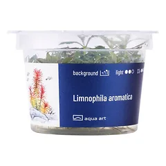 Akvariumo augalas Limnophila aromatica — 3 nuotrauka