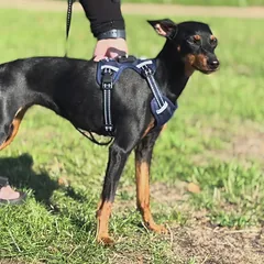 OURDOGSLIFE magnetinės šunų petnešos + 2 m pavadėlis (komplektas), M, mėlyna — 4 nuotrauka