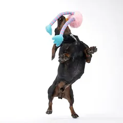 TIAKI žaislas šunims Chicken Long-Legs, 30 cm — 3 nuotrauka