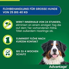 Advantage® 400 šunims, nuo 25 kg, Ekonominė pakuotė: 2 x 4 pipetės x 4,0 ml — 4 nuotrauka
