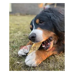 Jako sūrio skanėstas šunims, YAK SNACK, L dydis (138-155 g.) — 3 nuotrauka