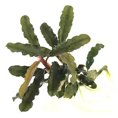 Bucephalandra Titan