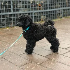 Rukka antkaklis Tiny, mėlynas, Labai mažiems < 4 kg — 2 nuotrauka