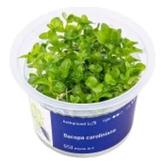 Akvariumo augalas Bacopa caroliniana