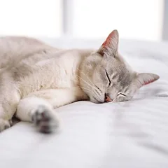Virbac Veterinary HPM Cat Digestive Support G1, sausas maistas katėms — 5 nuotrauka