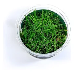 Akvariumo augalas Eleocharis parvula — 5 nuotrauka