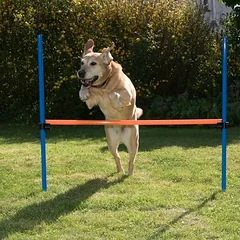 zooplus Exclusive Agility rinkinys: Fun & Sport rinkinys šunims, Ekonominė pakuotė su 3 atskirais elementais — 3 nuotrauka