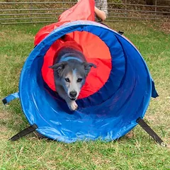 zooplus Exclusive Agility Fun & Sport maišo tunelis šunims, Ø 60 cm, Ilgis 5 m — 3 nuotrauka