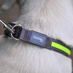 Kerbl Pet Light & Reflex šviečiantis antkaklis, Vidutiniams 11–25 kg — 3 nuotrauka