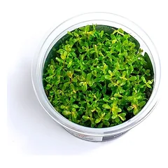 Akvariumo augalas Rotala rotundifolia — 5 nuotrauka