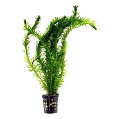 Elodea spec